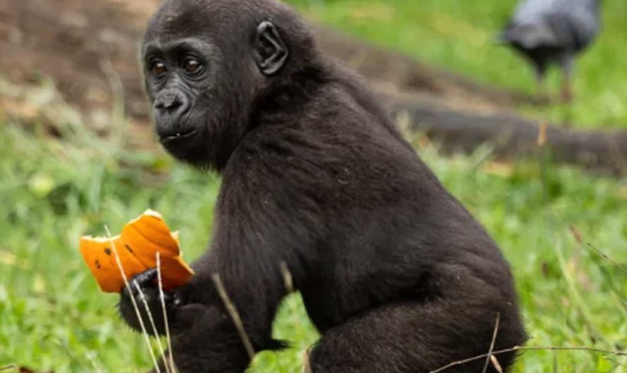 Необычный взгляд на Хэллоуин глазами детеныша гориллы