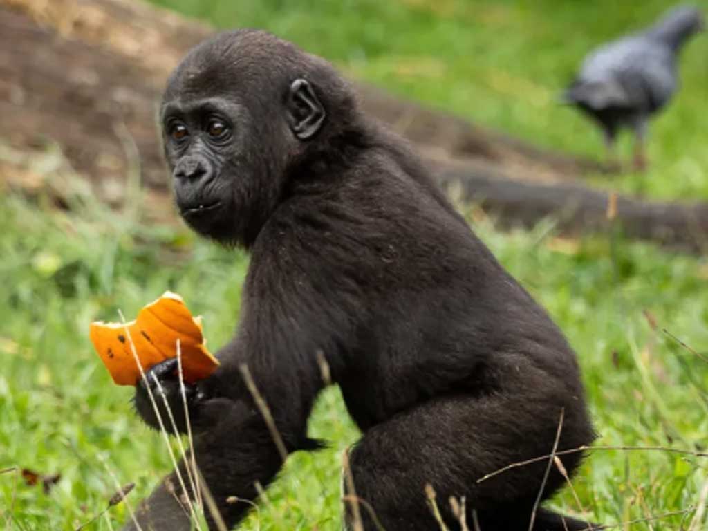 Необычный взгляд на Хэллоуин глазами детеныша гориллы Необычный взгляд на Хэллоуин глазами детеныша гориллы