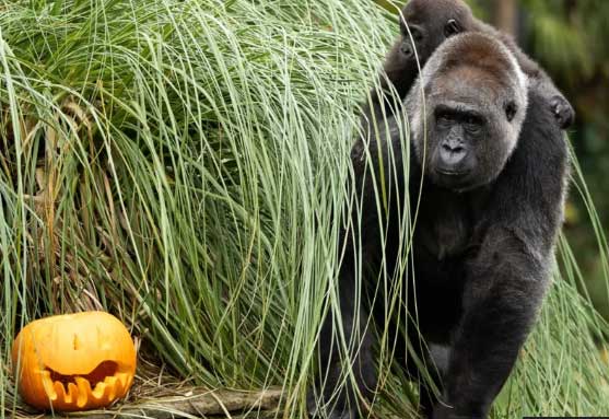 Необычный взгляд на Хэллоуин глазами детеныша гориллы