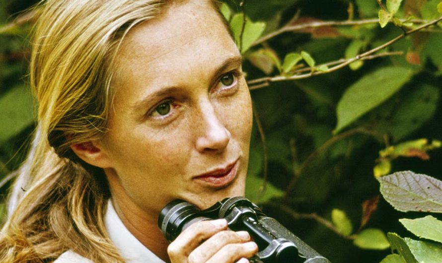 Ушла из жизни Джейн Гудолл — голос животных и пионер приматологии