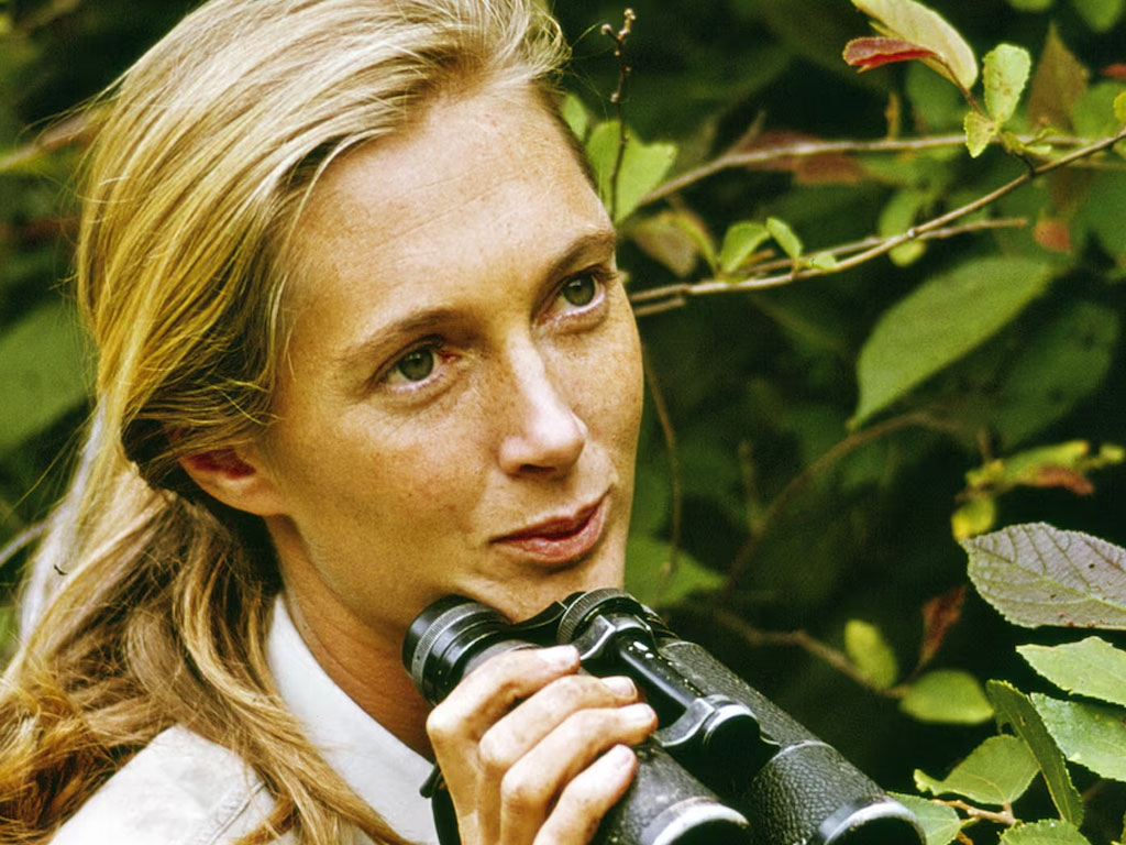 Ушла из жизни Джейн Гудолл — голос животных и пионер приматологии