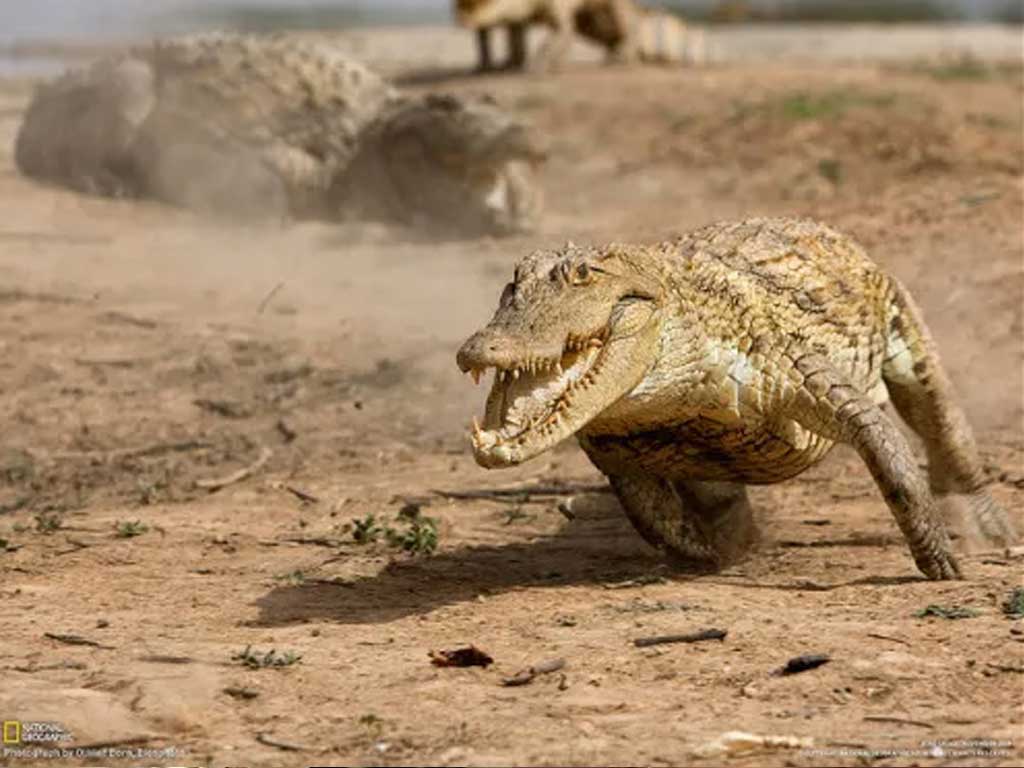 Крокодилы против людей: скрытые способности животных, переживших динозавров Крокодилы против людей: скрытые способности животных, переживших динозавров