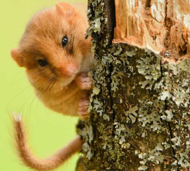 Редкий вид лесных сонь найден в заповеднике Англии