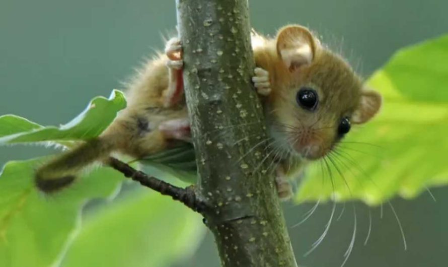 Редкий вид лесных сонь найден в заповеднике Англии