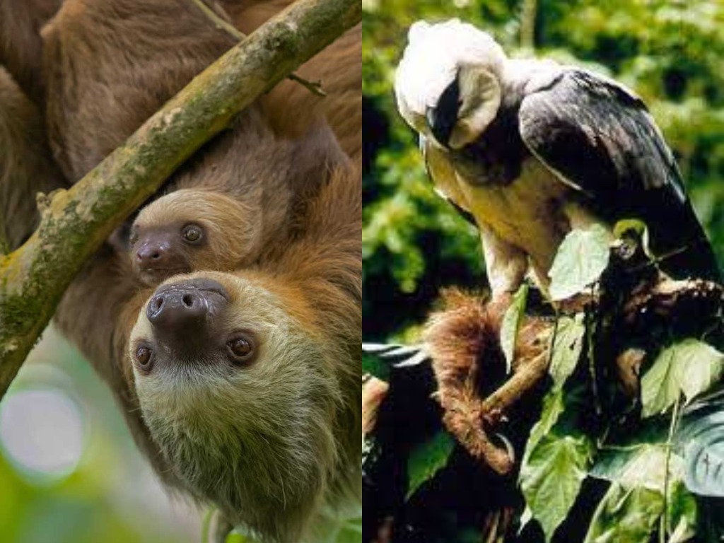 Где обитают ленивцы и есть ли у них враги? Где обитают ленивцы и есть ли у них враги?