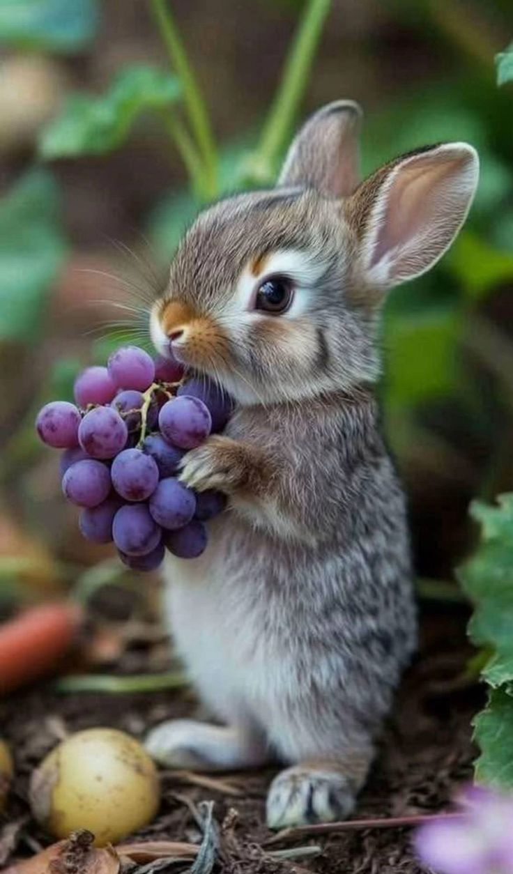 50 милых мордашек диких животных, которые лечат грусть