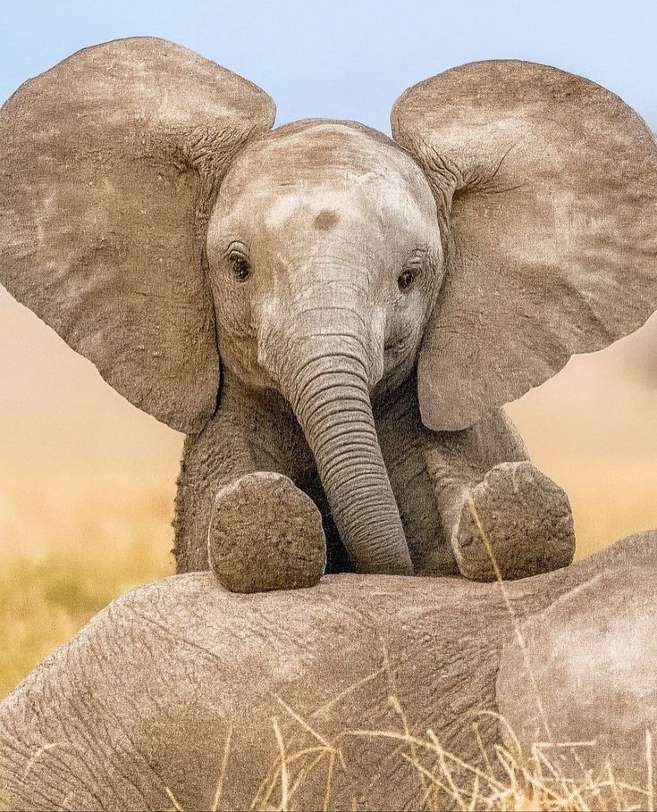 50 милых мордашек диких животных, которые лечат грусть