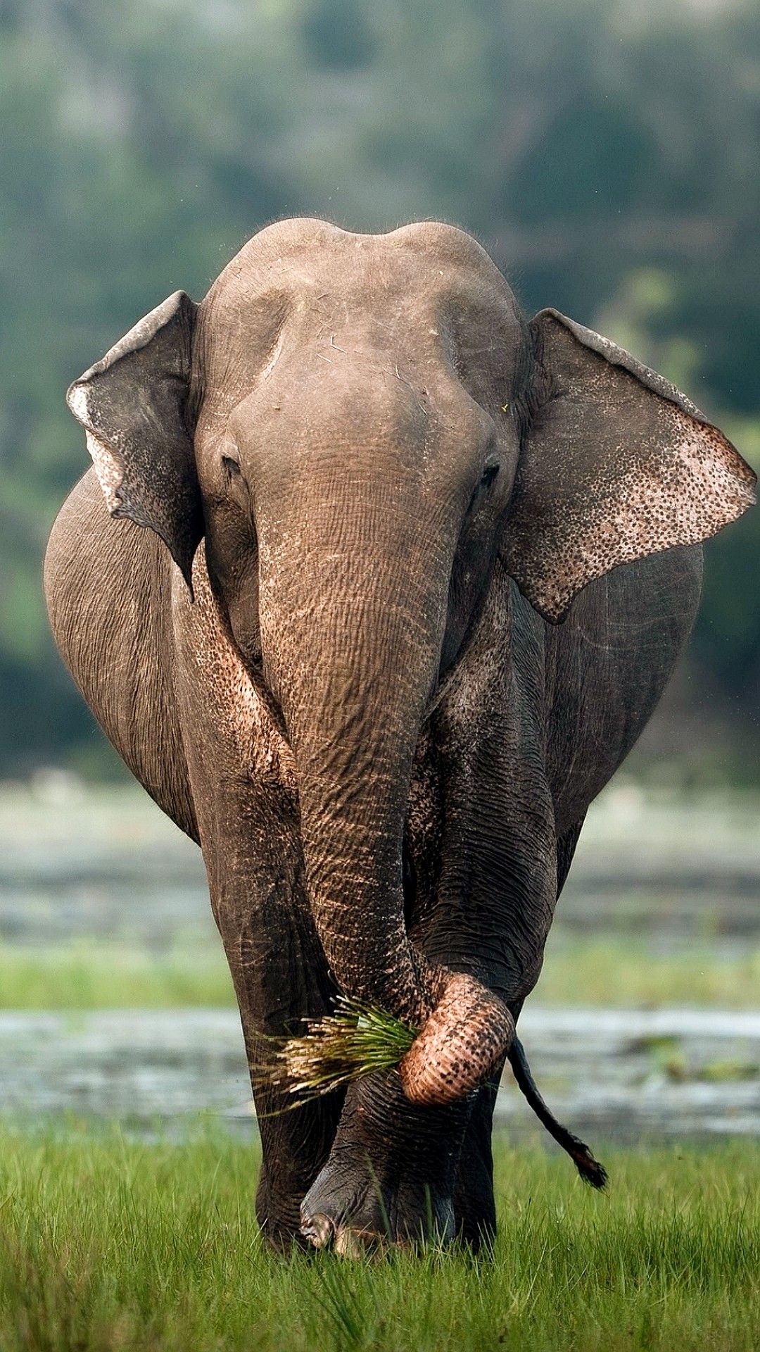 50 милых мордашек диких животных, которые лечат грусть