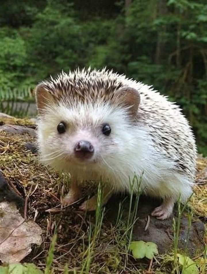 50 милых мордашек диких животных, которые лечат грусть