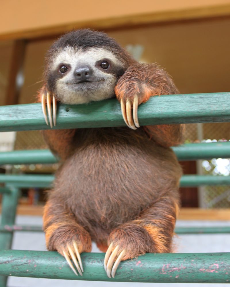 50 милых мордашек диких животных, которые лечат грусть