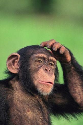 50 милых мордашек диких животных, которые лечат грусть