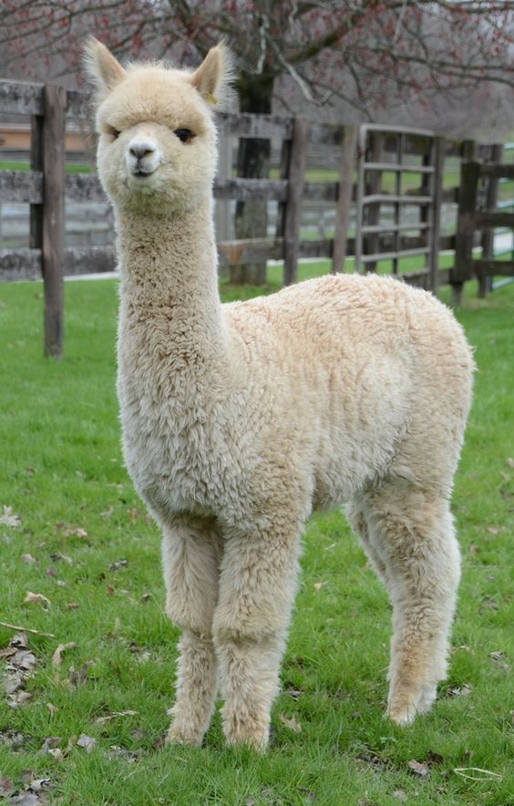 50 милых мордашек диких животных, которые лечат грусть