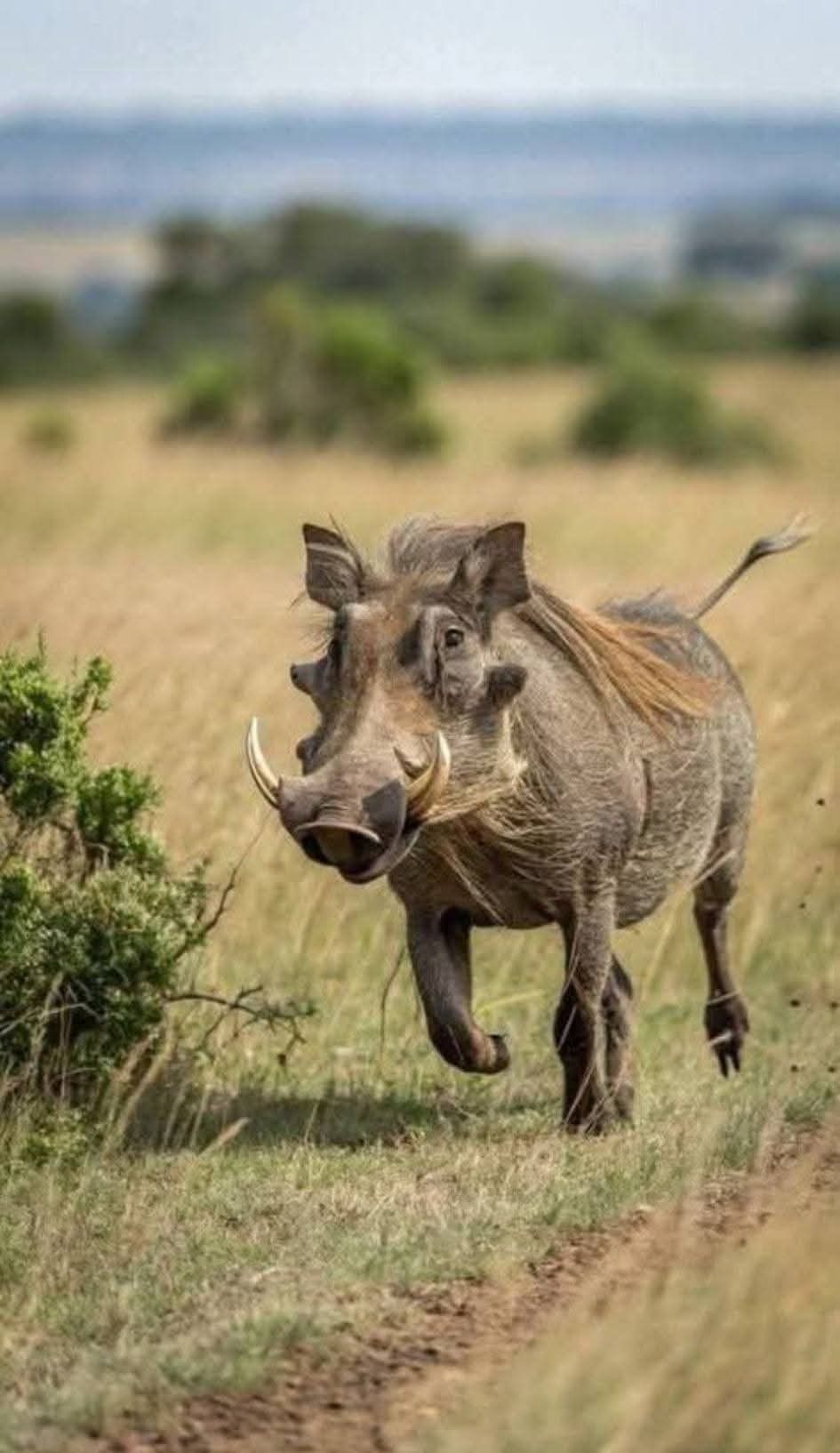 50 милых мордашек диких животных, которые лечат грусть