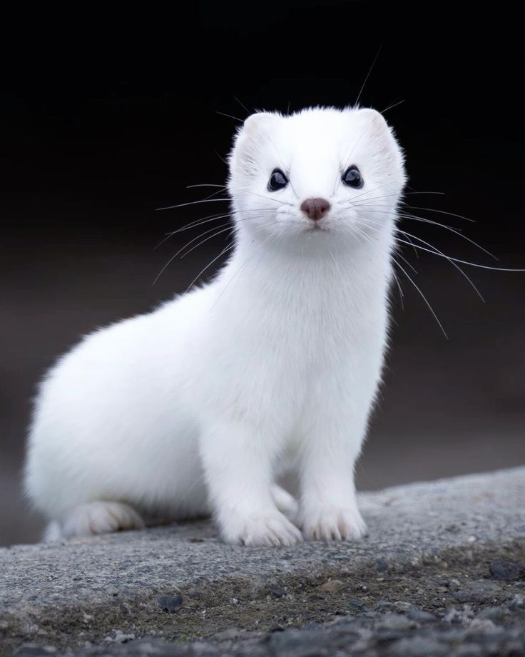 50 милых мордашек диких животных, которые лечат грусть