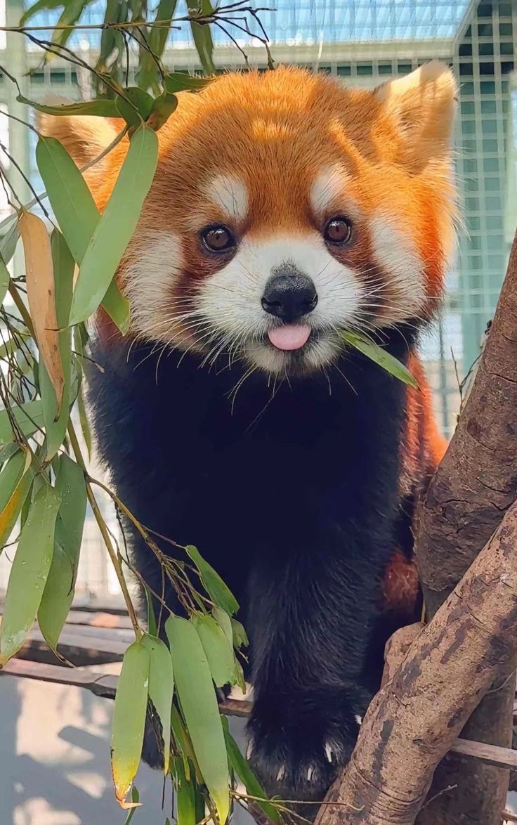 50 милых мордашек диких животных, которые лечат грусть