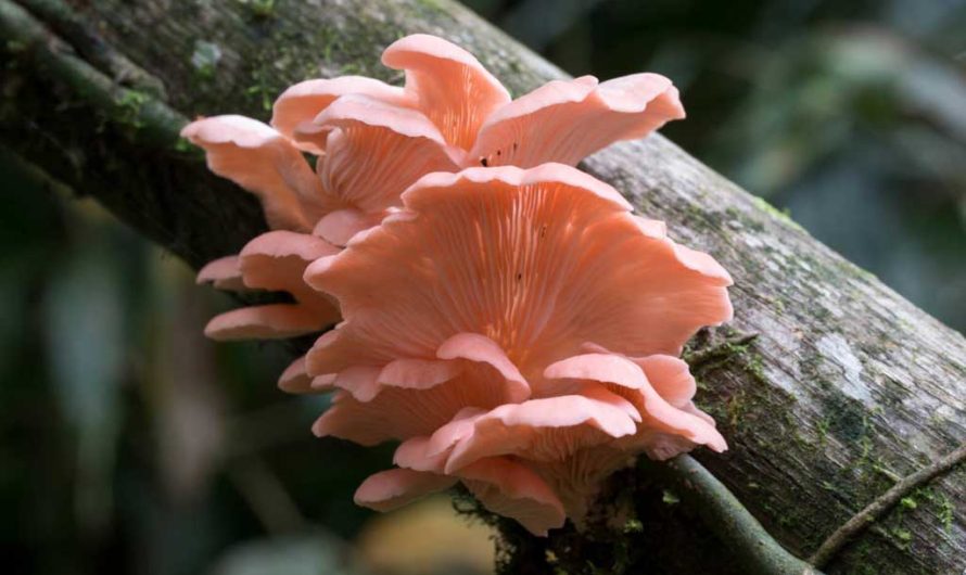 Сбор каких грибов в России запрещен законом — список