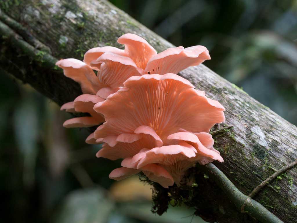 Сбор каких грибов в России запрещен законом - список