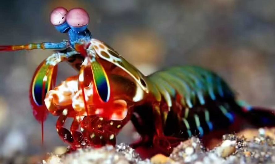 12 животных со сверхспособностями: реальные супергерои природы