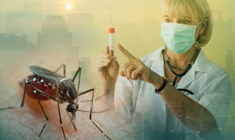 Лихорадка чикунгунья в 2026 году: полный список стран, где вирус опасен для туристов