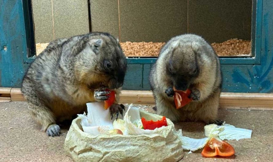 7 удивительных фактов о сурках и весне: как зверьки предсказывают погоду