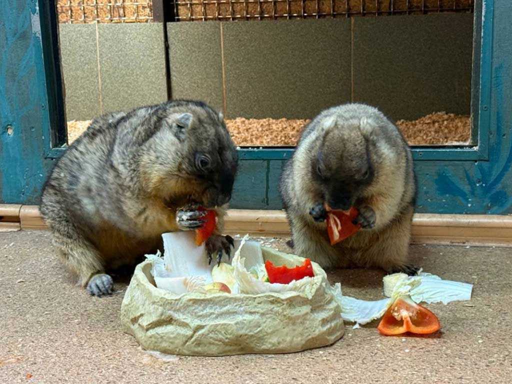 7 удивительных фактов о сурках и весне: как зверьки предсказывают погоду