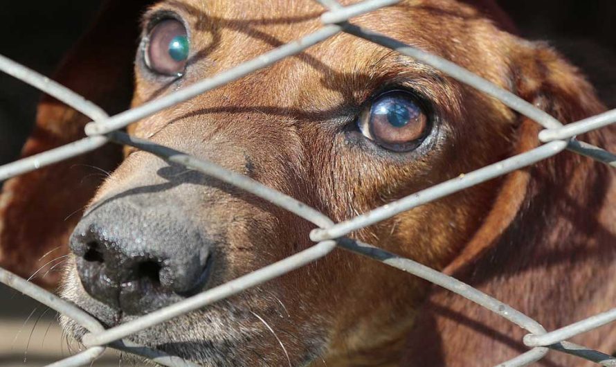 Новый закон о бездомных животных: конфискация и все изменения 2026 года