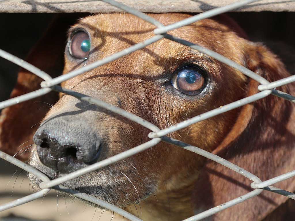 Новый закон о бездомных животных: конфискация и все изменения 2026 года