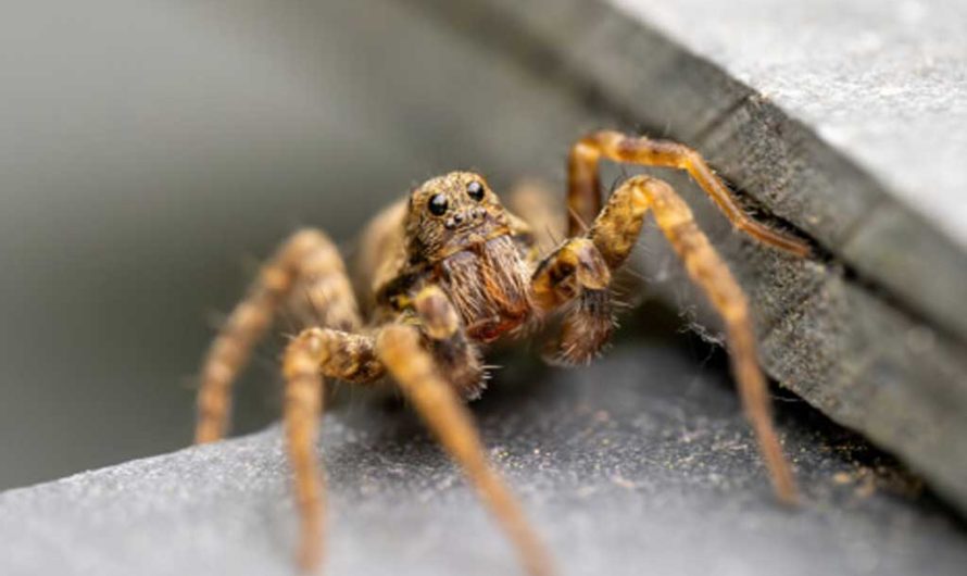 ТОП-12 домашних пауков США: красивые, но опасные виды