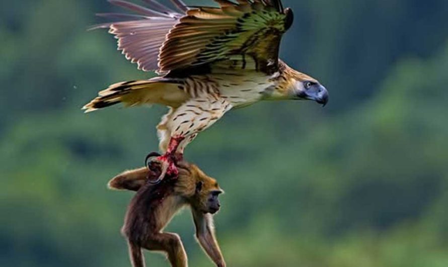 Чем питаются орлы: от рыбы до млекопитающих — рацион 12 крупнейших видов