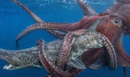 Гигантский осьминог мелового периода: новый высший хищник древних морей