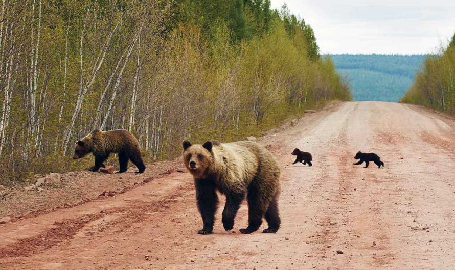 Почему медведи все чаще выходят к людям: 10 главных причин и как вести себя при встрече