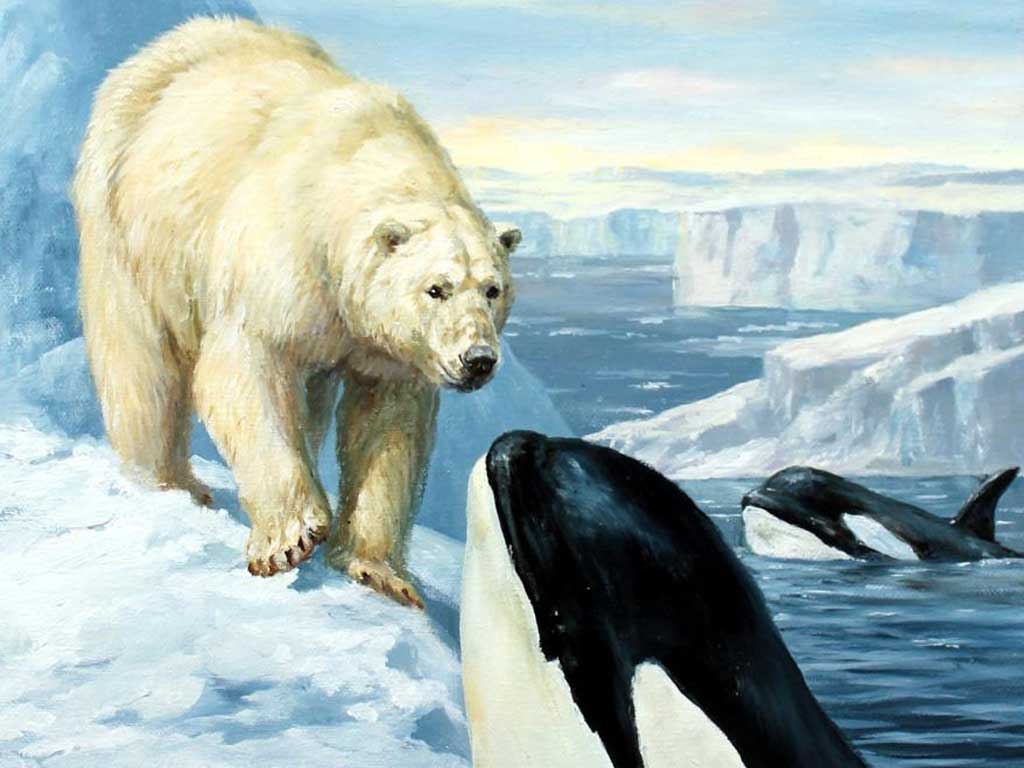 Арктика, медведи и косатки: фото белых гигантов и суровый мир Крайнего Севера