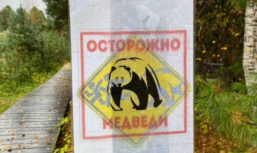 Медведи в Иволгинском районе Бурятии вышли к полям: жителей предупредили об опасности