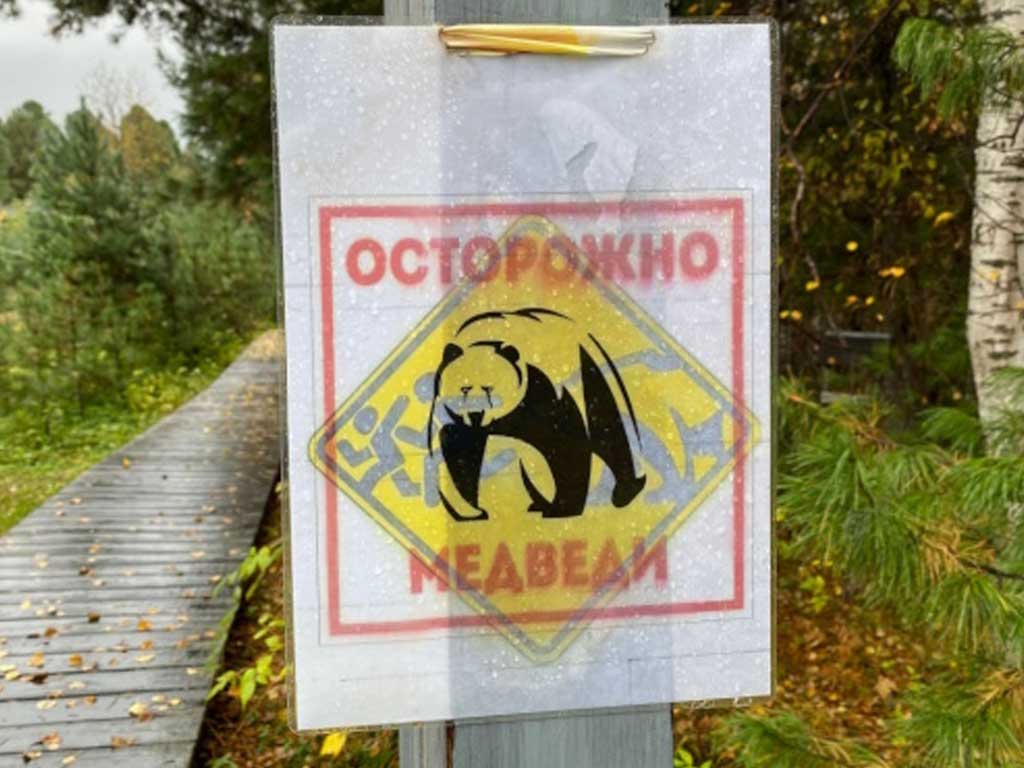 Медведи в Иволгинском районе Бурятии вышли к полям: жителей предупредили об опасности