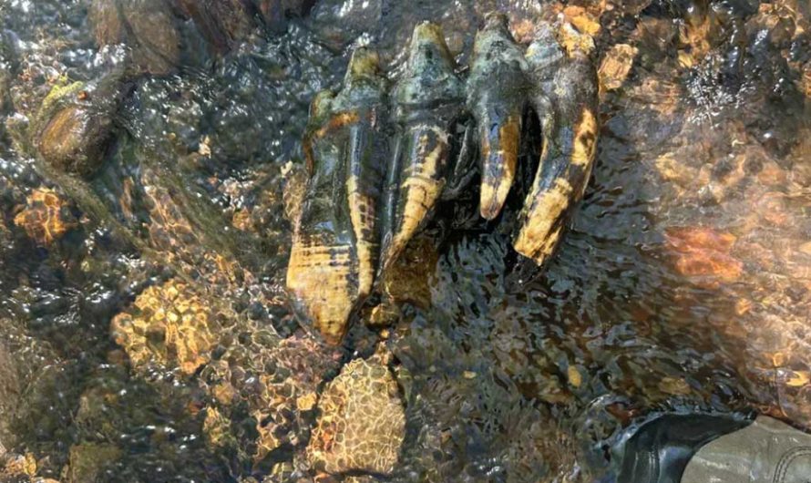 Зуб тихоокеанского мастодонта — что нашли в ручье Калифорнии спустя 11 700 лет